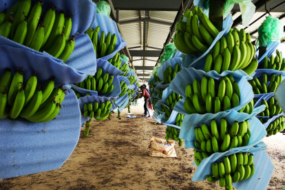 Los controles fitosanitarios deben aplicarse desde las fincas, el inicio de la cadena.