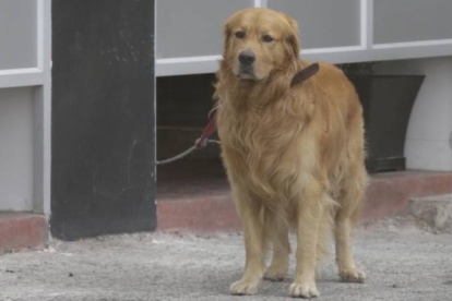 Coloso llegó a Barcelona en 2017.