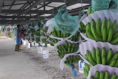 El sector bananero creció poco el 2019 y el 2020 debe cuidar el mercado ruso y protegerse del fusarium R4T.