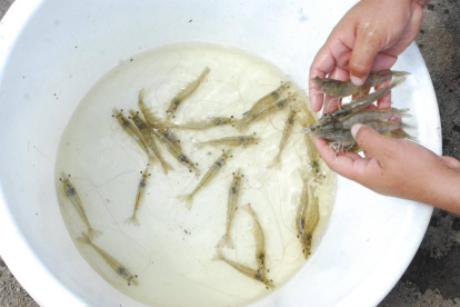 En este 2019, las ventas de camarón aceleraron su crecimiento. Hasta octubre, un 18% más, que en igual periodo del año pasado.