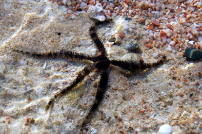 Ophiocoma wendtii es una especie de estrellas frágiles que habita en los arrecifes de coral desde Bermudas hasta Brasil.