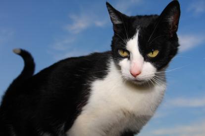 Tras la difusión del video, la organización Rescate Animal advirtió que tomará medidas legales.