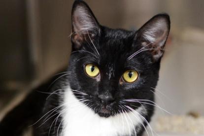 Tras la difusión del video, la organización Rescate Animal advirtió que tomará medidas legales.