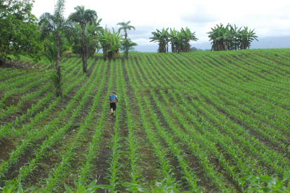 Siembra. Un agricultor trabaja en un cultivo de maíz en una hacienda ubicada en el cantón Balzar.