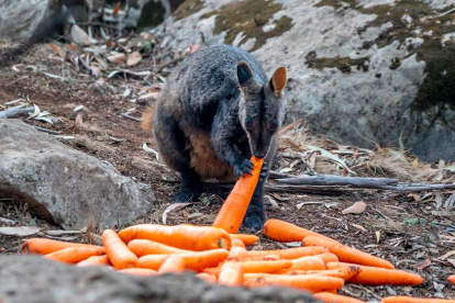 El ualabí de cola de cepillo de las rocas es una de las especies en peligro de extinción que se encuentra amenazada a consecuencia de los incendios de Australia.