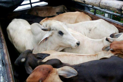 Ganaderos piden que se incauten camiones donde se transporten reses robadas.