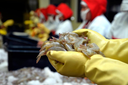 El camarón se consolida como el producto estrella. Hasta noviembre, sus ventas externas sumaron 21%, según el BCE.