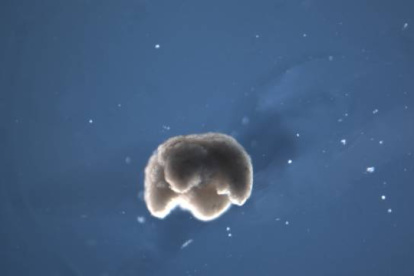 Uno de los "biobots" de medio milímetro creados por el equipo de Michael Levin y Josh Bongard.