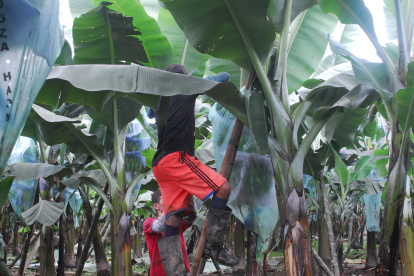 Las fincas bananeras obtienen una mayor productividad en la provincia de Los Ríos