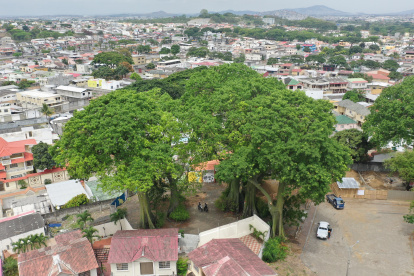 Árboles nativos ceibos y samanes en el Bosque Tropical.