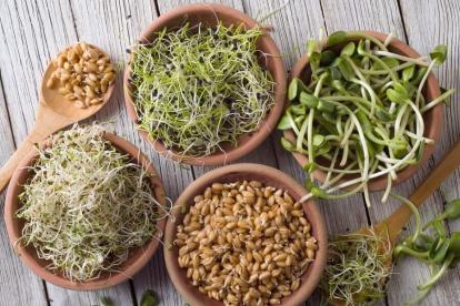 El proceso de germinado hace que los brotes sean más ricos en proteínas, ácido fólico, magnesio, fósforo y manganeso.