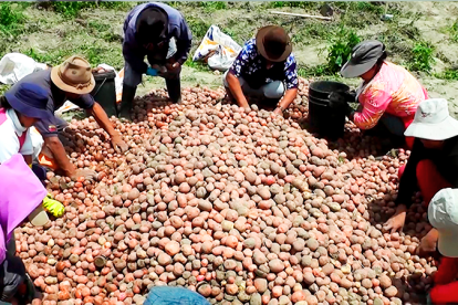 Un grupo de agricultores trabajan en la cosecha de papa.