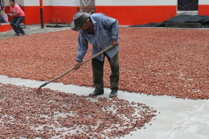 Labor. Un agricultor mueve las pepas del cacao ecuatoriano, como parte del proceso de secado al sol.