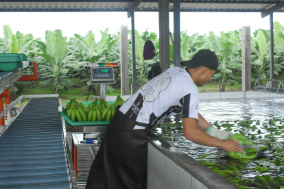 Banano. Ecuador es el principal exportador del mundo, pero su crecimiento estuvo aletargado durante el año 2019 por falta de estrategias.