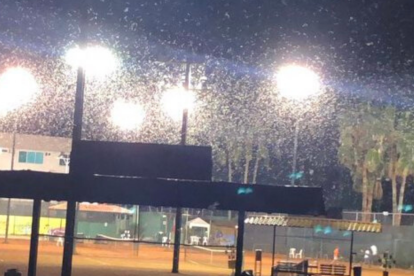 Foto compartida en Twitter por Mario Martire: Humedad y nubes de grillos, en una cancha de Guayaquil.