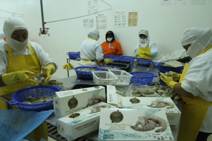 El crustáceo es el primer producto de exportación de Ecuador, con más de $ 3.000 millones en ventas.