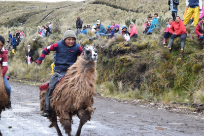 Los niños demuestran sus mejores dotes de jinetes al momento de competir, con sus pies guían a los camélidos para llegar a la meta.