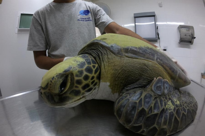 Esta tortuga verde pudo salvarse tras defecar un total de 13 gramos de residuos plásticos, entre ellos bolsas de nylon, hilos y plásticos duros.