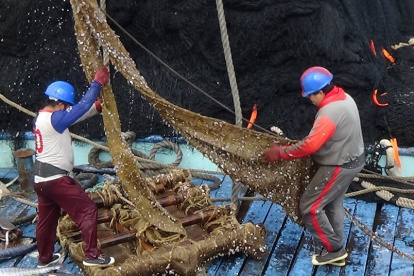 Los plantados degradables están en periodos de prueba.