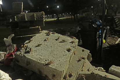 Hecho. Este es el panorama que se observa en el Parque Samanes, norte de Guayaquil.
