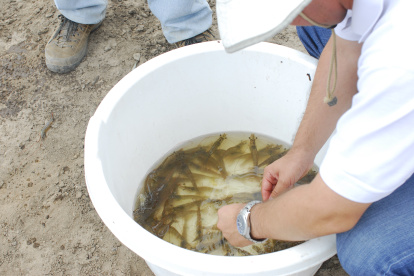 El camarón es un gran receptor de inversiones.