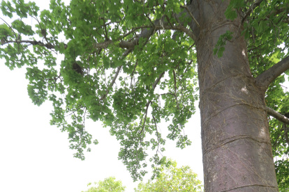 Cada árbol de esta especie puede crecer hasta por 500 años. Deben sembrarse cada 15 metros.