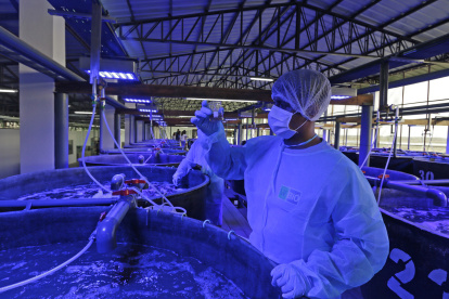 Se trata del primer laboratorio de producción de artemias de la región y el cuarto en el mundo.