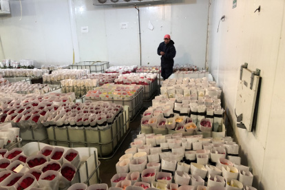 Envíos. En la hacienda Pambaflor, de la provincia de Cotopaxi, prevén terminar con los despachos este viernes.