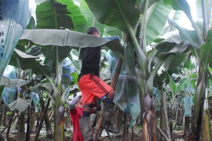 En Valencia, provincia de Los Ríos, han alta productividad.