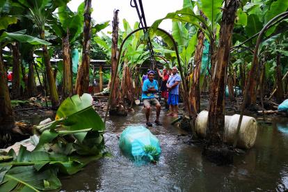 En 2019 se inundaron plantaciones.