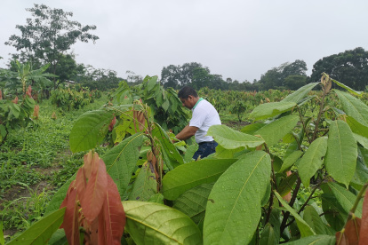 La podas son clave para lograr productividad.