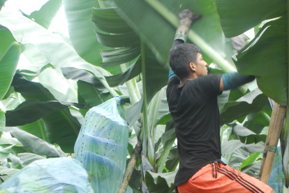 Banano: 6,30 por cada caja de 43 libras.