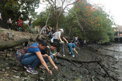 Estudiantes de diferentes universidades plantaron mangles en las riveras del estero Salado.