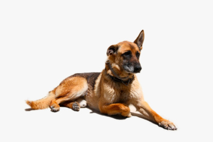 Proceso. Los canes colaboraron a la institución durante ocho años.