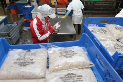 El camarón se cultiva en Guayas, Manabí, Esperaldas, Santa Elena.