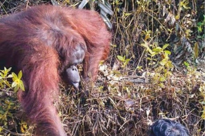 ISLA DE BORNEO. La imagen se ha hecho viral, pero no está claro si el simio esté ofreciendo ayuda o pidiendo alimento.