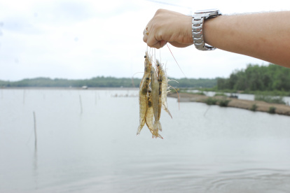 El camarón de Ecuador es considerado el mejor del mundo.
