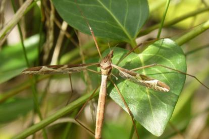 Se lo conoce como mosquito o zancudo