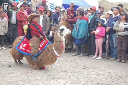 Los pequeños aprendieron a domesticar a las llamas desde que el animal tiene seis meses de edad.