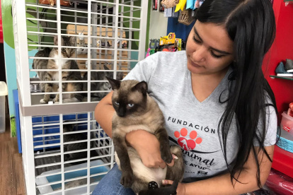 Hay cinco gatos adultos esperando por ser adoptados.