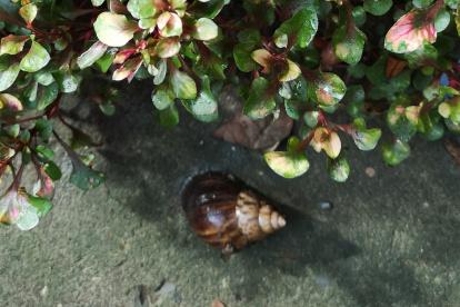 Los animales se comen las plantas de tallo y hojas más endebles.