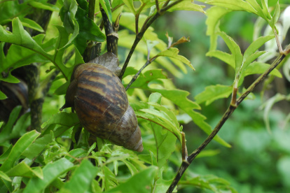 El caracol africano ataca a todas las plantas.