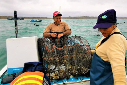 Las ostras se cultivan en jaulas con malls en Santa Elena