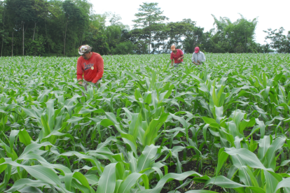 Oferta. Semillas, maquinarias, herramientas, fertilizantes, sistemas de riego, repuestos, entre otros, se ofertan en el sitio.