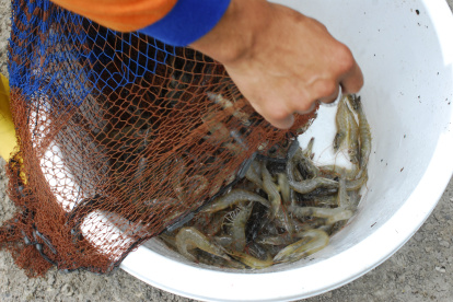 Ecuador es uno de los principales productores mundiales de camarón.