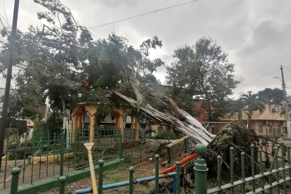 Hecho. CNEL desconectó el servicio de electricidad en la Martha de Roldós hasta que el árbol sea retirado.