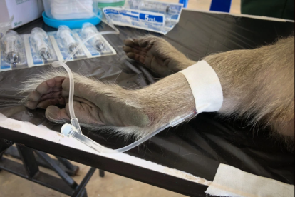 The Sun publicó un video en donde se observa a los primates sometidos a los experimentos.