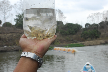 El camarón sería una de los más afectados por la crisis china.