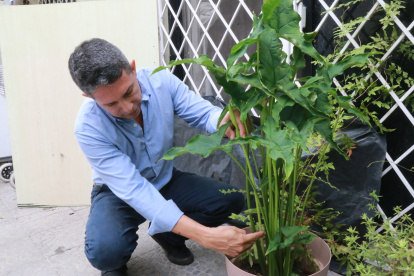 La Xanthosoma guayaquilense. Tras encontrarla cerca del botadero de Las Iguanas, Xavier Cornejo la sembró en su hogar para analizarla.