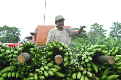 Los productores de plátano son muchos y pequeños.